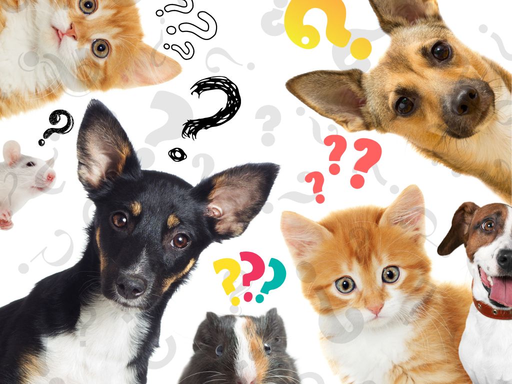 Petmania: Ta reda på hur mycket du kan om husdjur!